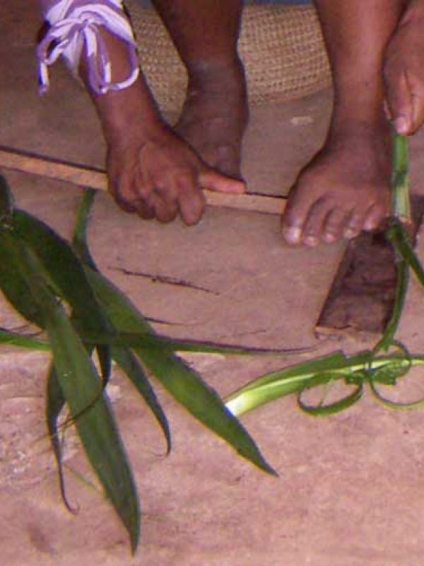 Step 2. The fibers are in the sisal leaves.