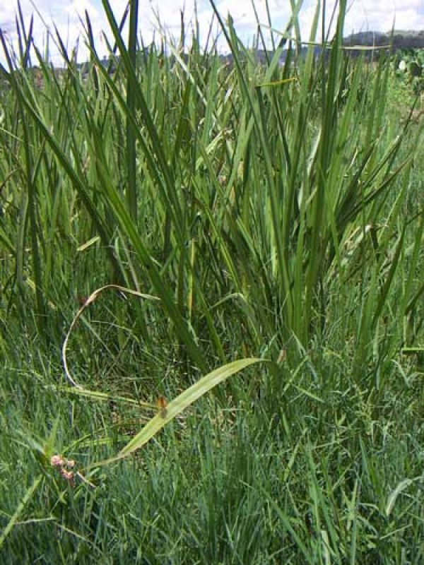 Step 1. The sedge Erana is a common between rice fields on Madagascar.