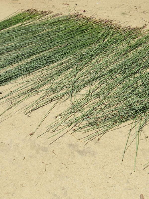 Sedges sun-dried after harvesting.