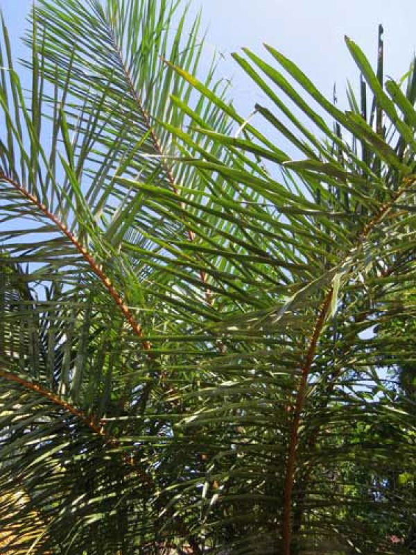 1. The raffia palm thrives on Madagascar's hot and humid coasts. The leaves can be harvested regularly, dried in the sun. The material can for example be braided into hats and bags.