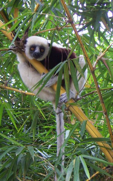 Sifaka Biodiversity Hotspot Madagascar